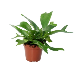 Platycerium