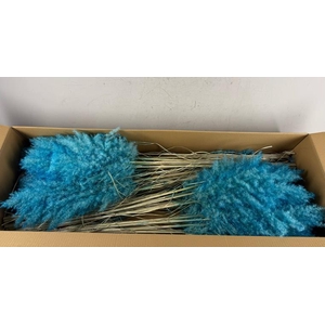 Df Pampas 115cm Turquoise