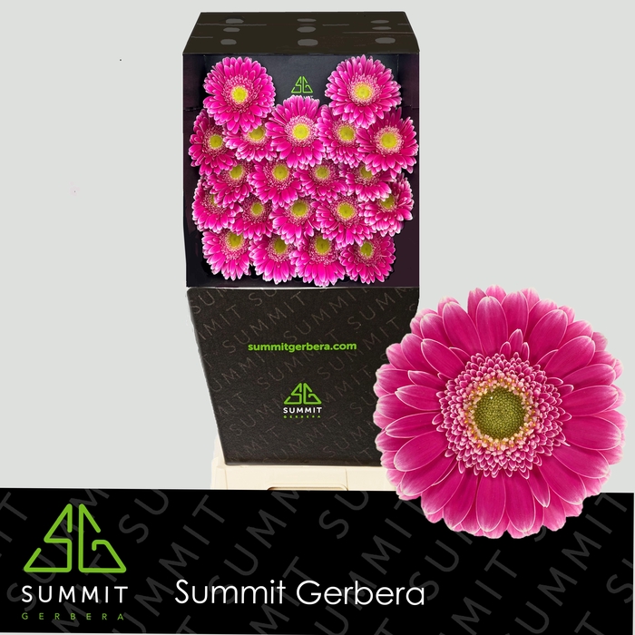 <h4>Germini Wonderwall Diamond</h4>