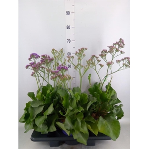 Limonium  'Salt Lake'