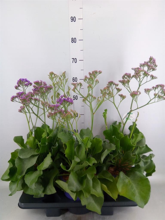 <h4>Limonium  'Salt Lake'</h4>