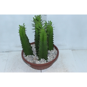 CACTUS EUPHORBIA MANDACARU C32 VARIADO