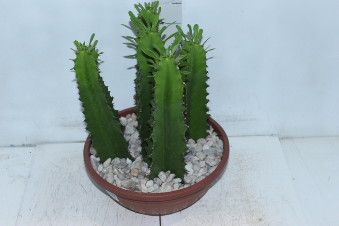 <h4>CACTUS EUPHORBIA MANDACARU C32 VARIADO</h4>