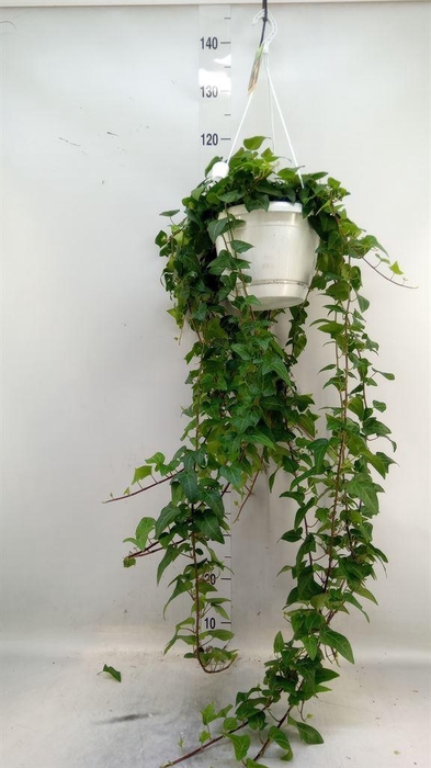<h4>Hedera helix 'Mein Herz'</h4>