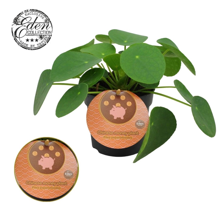 <h4>Pilea Peperomioides 10,5cm Engels etiket</h4>