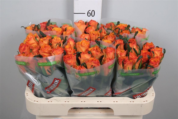 <h4>R Gr Tycoon</h4>