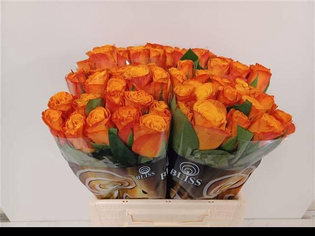 <h4>R Gr Confidential</h4>