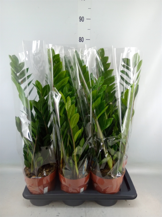 <h4>Zamioculcas zamiifolia</h4>