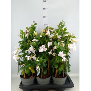 Mandevilla am. 'Diaman Jade White'