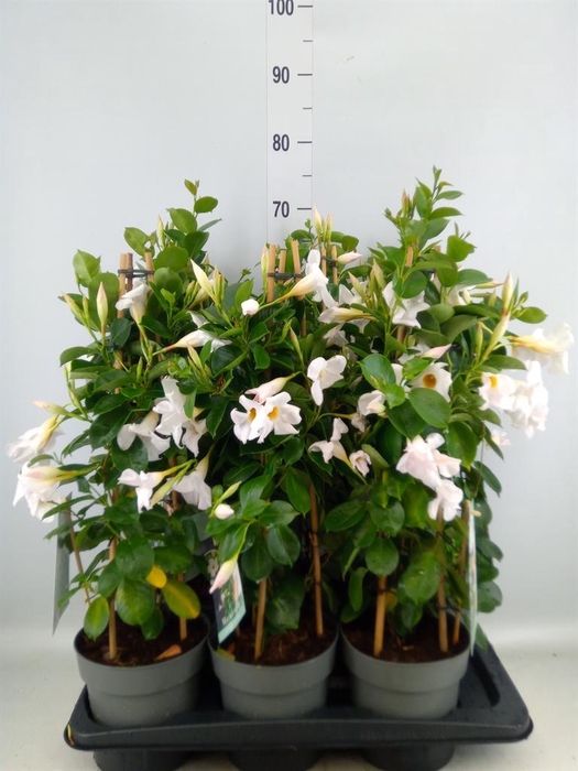 <h4>Mandevilla am. 'Diaman Jade White'</h4>