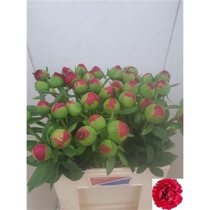 Paeo L Com Performan Extra!!