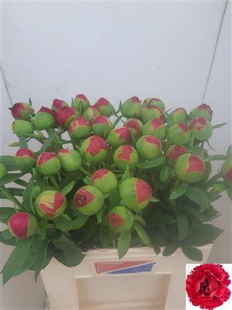 <h4>Paeo L Com Performan Extra!!</h4>