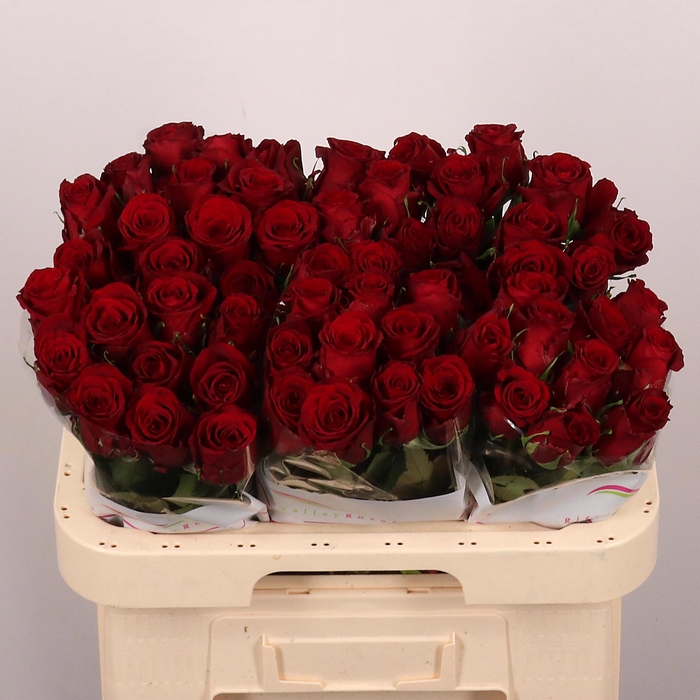 <h4>R GR RED BENTLEY</h4>