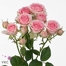 <h4>R Tr Dinara</h4>