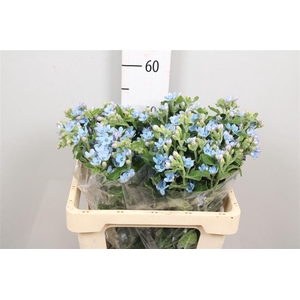 Oxy Co Tan Pure Blu