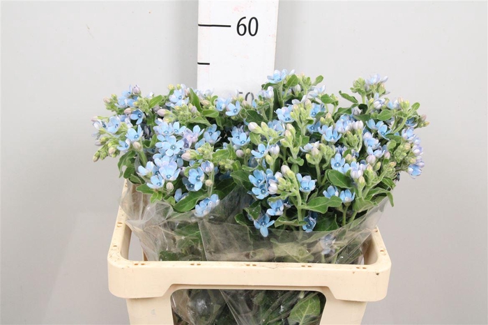 <h4>Oxy Co Tan Pure Blu</h4>