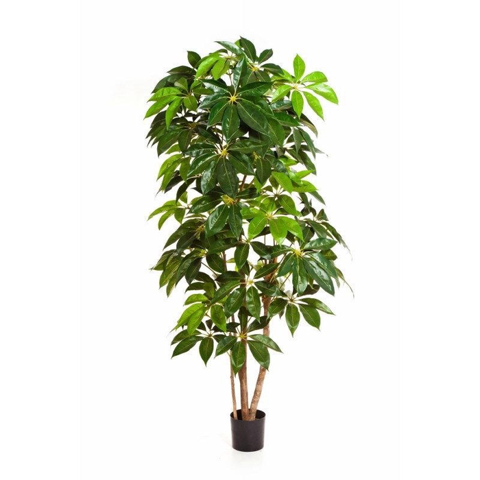 <h4>Schefflera Giant PP550068GRN</h4>