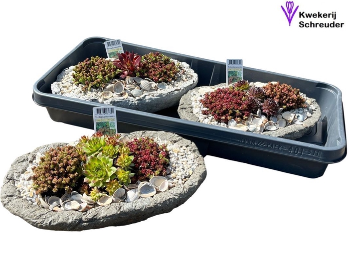 <h4>ARR TUINPLANTEN</h4>