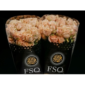 Spray Sahara Sensation