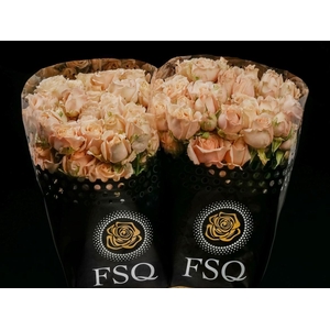 Spray Sahara Sensation