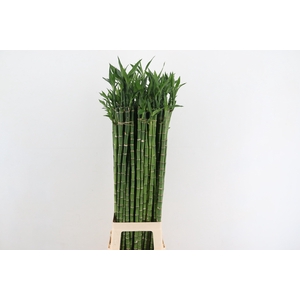 DRAC LUCKY BAMBOO