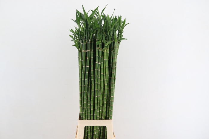 <h4>DRAC LUCKY BAMBOO</h4>