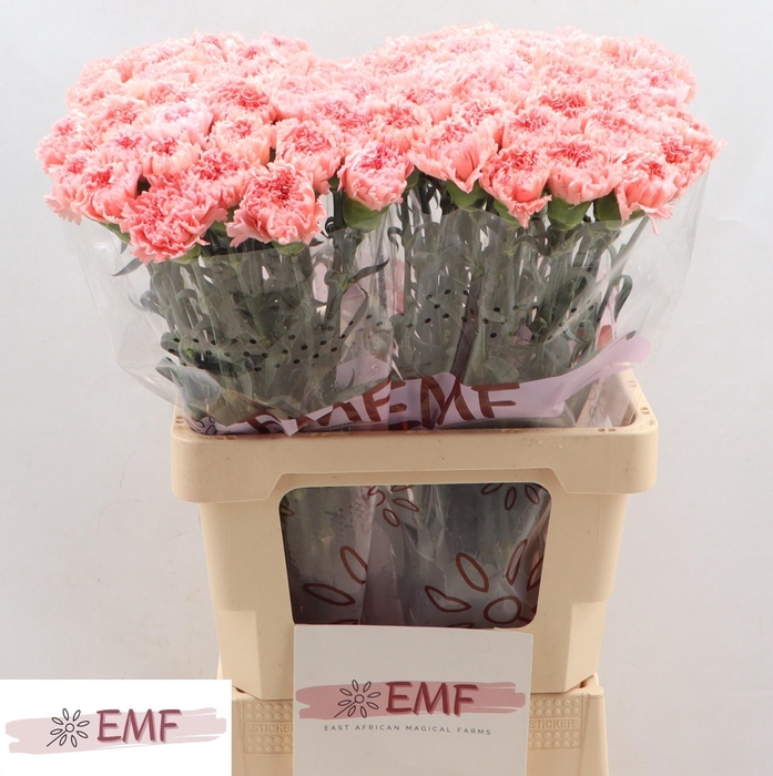 <h4>DI ST BIG ONE</h4>