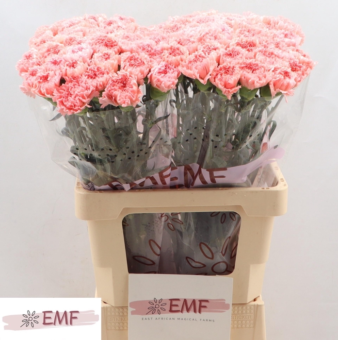 <h4>DI ST BIG ONE</h4>