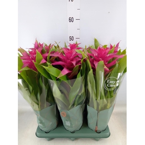 Guzmania  'Deseo Pink'