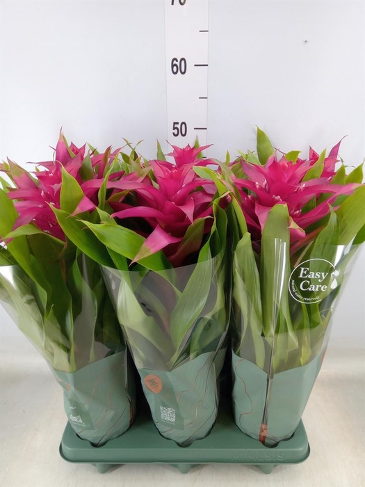 <h4>Guzmania  'Deseo Pink'</h4>