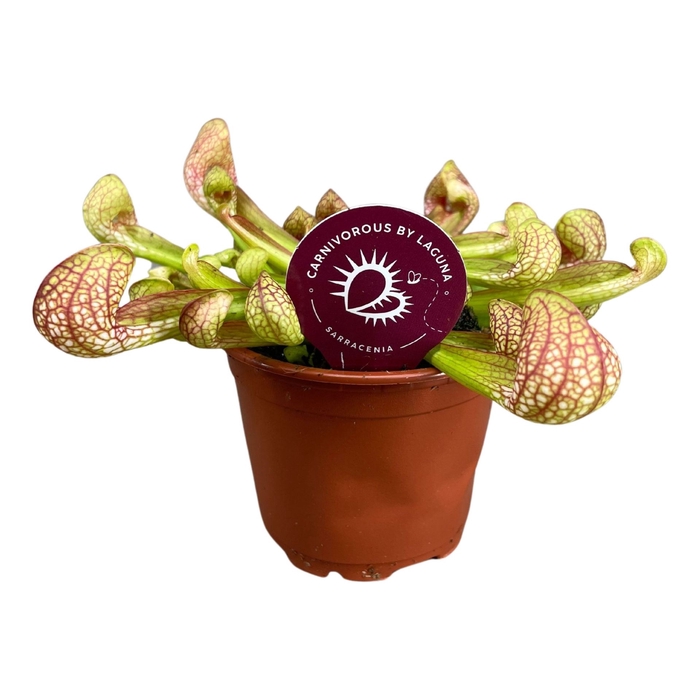 <h4>Sarracenia</h4>