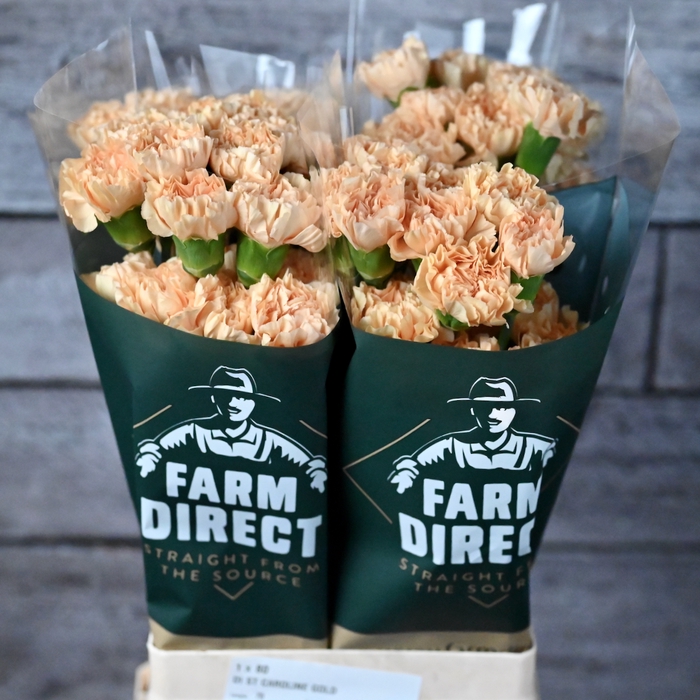 <h4>Di St Caroline Gold</h4>