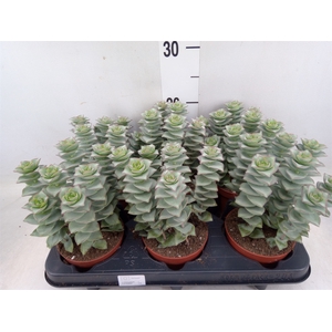 Crassula perforata 'Giant Form'