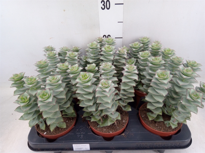 <h4>Crassula perforata 'Giant Form'</h4>