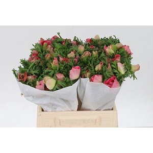 Anemone Co Shocking Pink