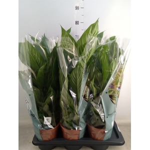 Spathiphyllum  'Vivaldi'