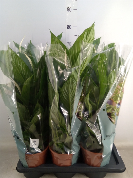 <h4>Spathiphyllum  'Vivaldi'</h4>