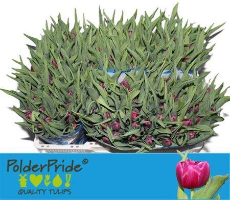 <h4>Tu Du World Bowl</h4>