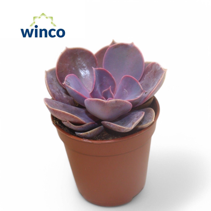 <h4>Echeveria Metallica Pearl</h4>