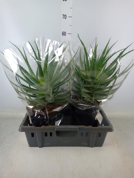 <h4>Aloe arborescens</h4>