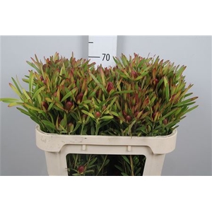 Leucad Ayoba Cherry Pearl