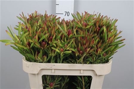 <h4>Leucad Ayoba Cherry Pearl</h4>