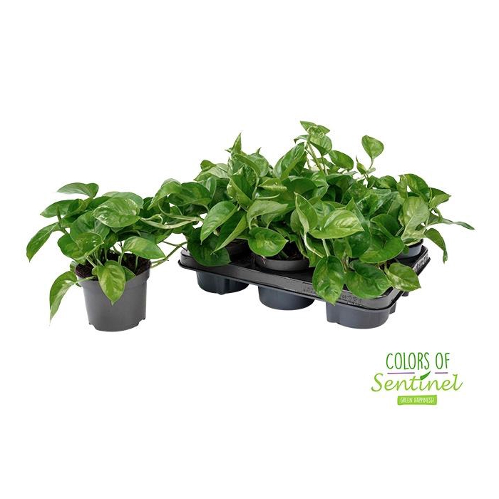 <h4>EPIPR GLOBAL GREEN</h4>