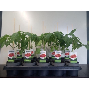 TOMATENPLANTEN