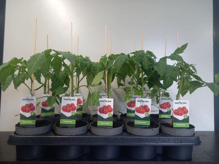 <h4>TOMATENPLANTEN</h4>