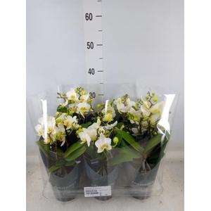 Phalaenopsis multi. 'Ant Lausanne'