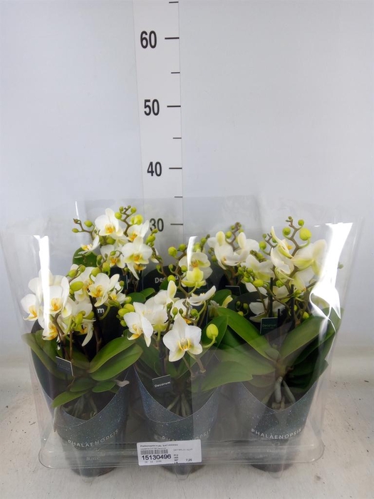 <h4>Phalaenopsis multi. 'Ant Lausanne'</h4>