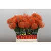 Nutans Ayoba Mandarin Zest