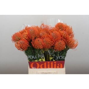 Nutans Ayoba Mandarin Zest