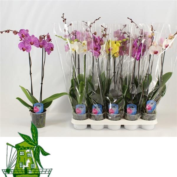 <h4>2 Tak Phalaenopsis MIX, 12+ Knop, 50 CM</h4>